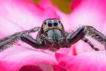 Super macro male Hyllus diardi or Jumping spider on Desert Rose