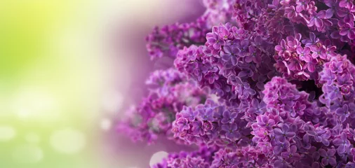Fototapeten Bunch of fresh blooming lilac flowers on green garden background banner © neirfy