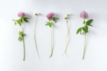 Wild flowers on white background, top view