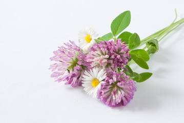 Wild flowers on white background, close up