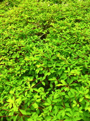 Obraz premium ドウダンツツジの若葉