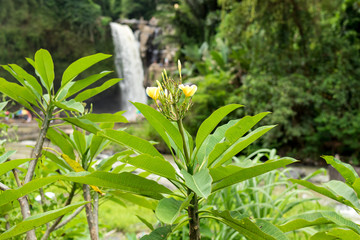 Waterfall deep in the tropical rain forest of Ubud, trpoical Bali island, Indonesia. Exotic scene of tropics.