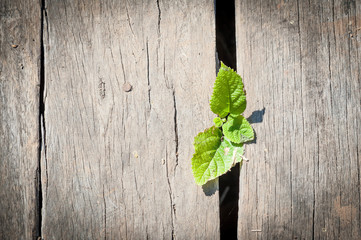 small plant growing below wood deck