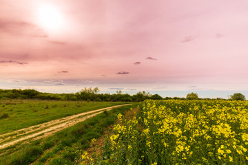 Obraz premium Canola fields in spring, and beautiful storm clouds at sunset