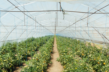 Red and green selected tomatoes in a greenhouse