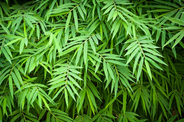 bamboo leaves background