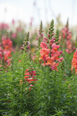 Garden of pink snapdragon (Antirrhinum majus)