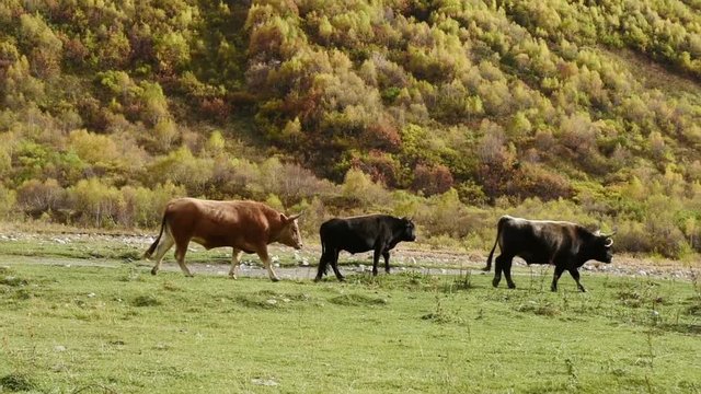 Grazing cows in amazing touristic place near river in mountain valley at the foot of Mt. Shkhara 5,193 m (17,040 ft).