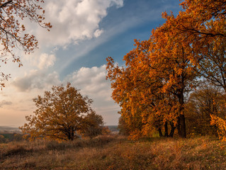 An autumn evening is in an oakery
