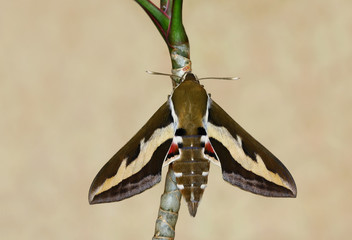 Bedstraw Hawk-moth(Hyles gallii) rest in the brunch