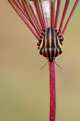  Italian Striped-Bug (Graphosoma lineatum) rest in the plant