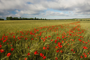 Field of wheat with flowering maquis