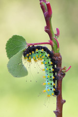 Giant peacock moth caterpillar(Saturnia pyri) on the hostplant