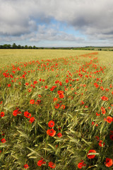Fototapeta na wymiar Field of wheat with flowering maquis