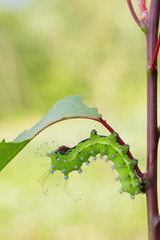 Giant peacock moth caterpillar(Saturnia pyri) on the hostplant
