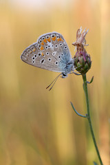 Common Blue butterfly(Polyommatus icarus) rest on the plant