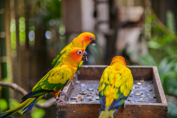 Three Sun conure parrot perched and eat sunflower seed