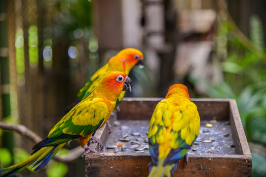 Three Sun conure parrot perched and eat sunflower seed