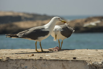 Möwen