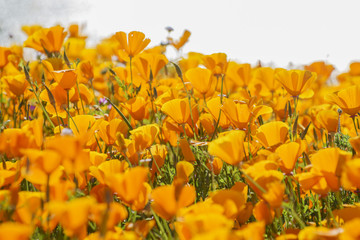 Obraz premium Lots of wild flower blossom at Diamond Valley Lake