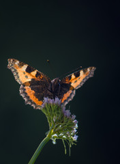 Papillon en contre-jour