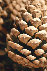 Pine cone background.