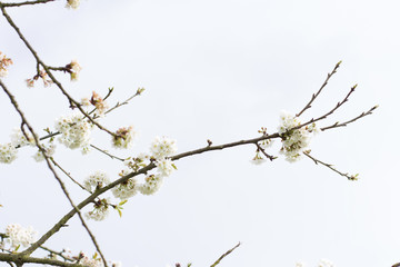 Branch