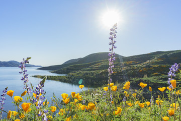 Fototapeta premium Lots of wild flower blossom at Diamond Valley Lake