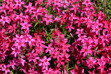 スカーレットフレーム