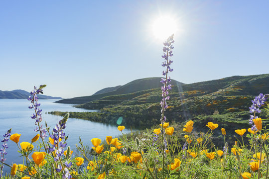 Lots Of Wild Flower Blossom At Diamond Valley Lake