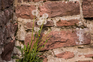 ruine burg