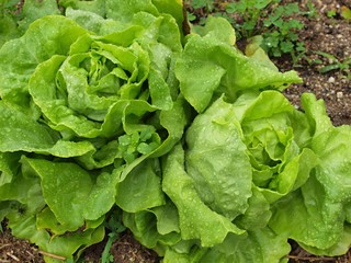 雨に濡れたサラダナ
