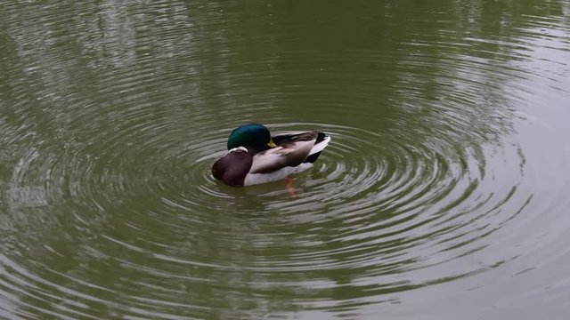 Drake/male duck in the pond.