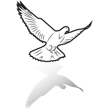vector image of a dove flying