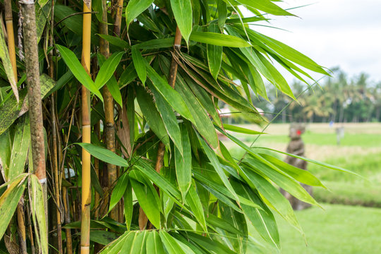 Green Bamboo in nature of Bali island, Indonesia.