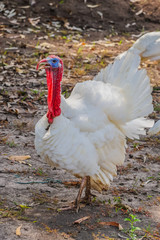 Turkey