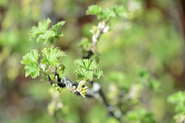 Flowers and young leaves on a bush of currant close up