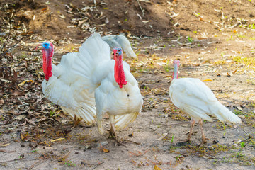 Turkey