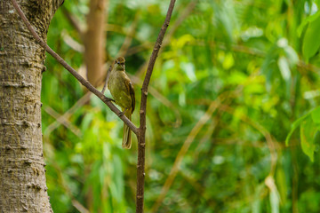 Bird