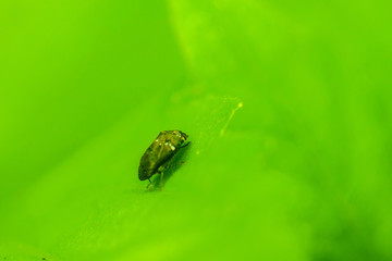 Insect