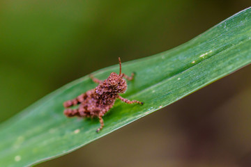 grasshopper