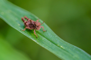 grasshopper