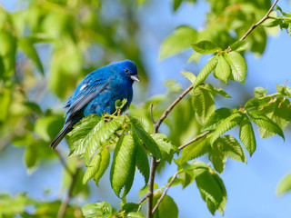 Indigo Bunting