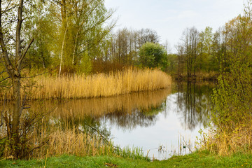 Obraz premium Pond in Brest Region, Belorussia