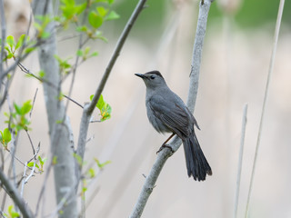 Gray Catbird 