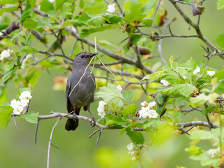 Gray Catbird with nesting Material