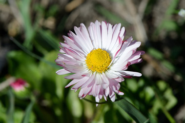 Obraz premium A small flower of an aster in a garden close up