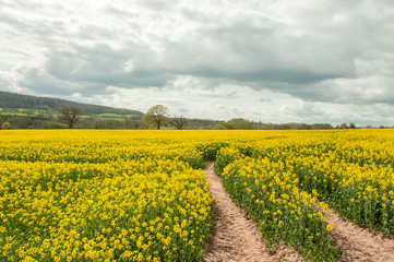 Canola crops in a springtime field.