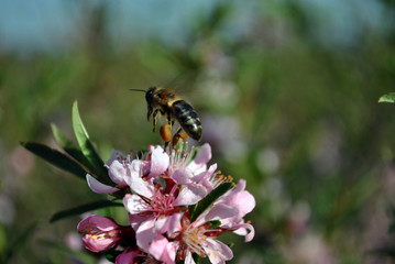 Branches of flowering wild cherry (sakura) and a bee pollinates a flower with nectar collected near its legs, fly over, sunny spring day