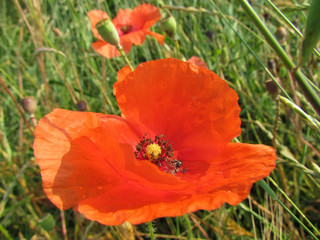 red poppies
